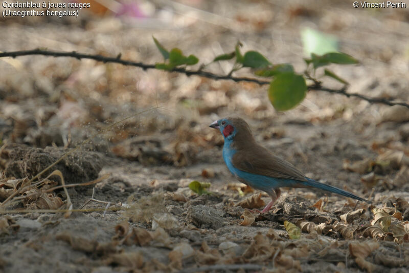 Red-cheeked Cordon-bleu male adult