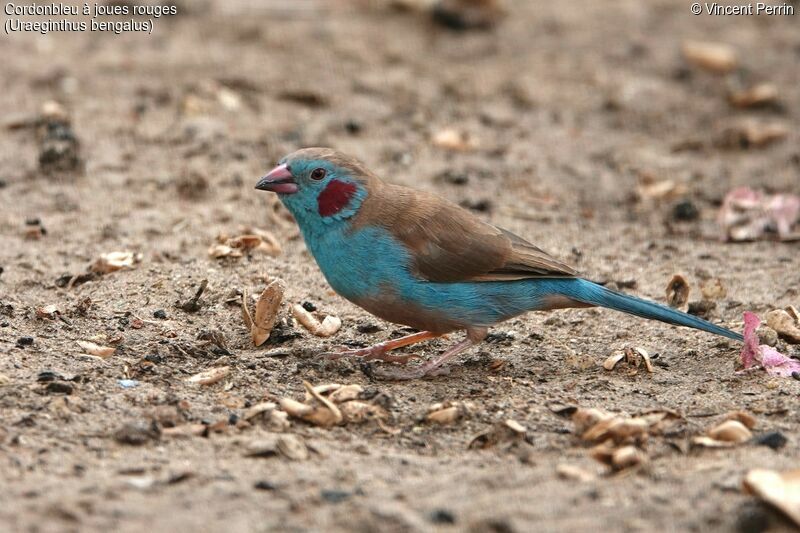 Cordonbleu à joues rouges mâle adulte nuptial