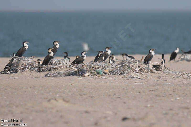 Cormoran à poitrine blancheadulte, r. coloniale