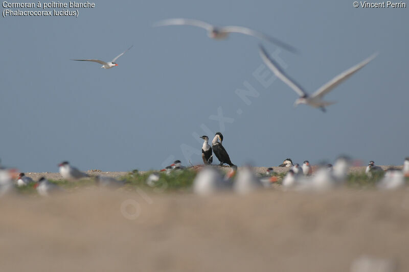 White-breasted Cormorantadult