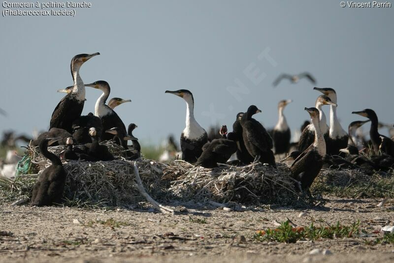 White-breasted Cormorant, Reproduction-nesting, colonial reprod.