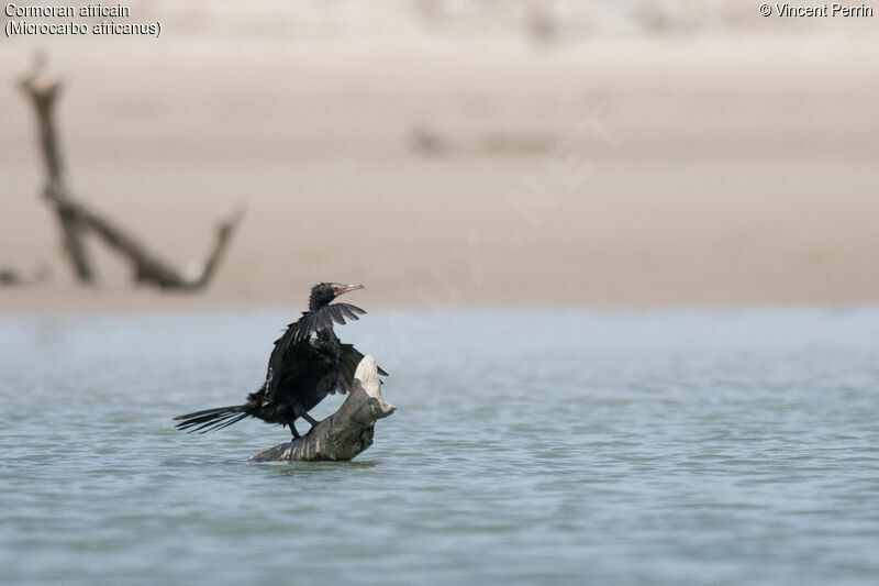 Cormoran africainadulte