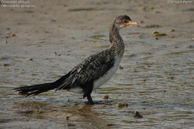 Cormoran africain