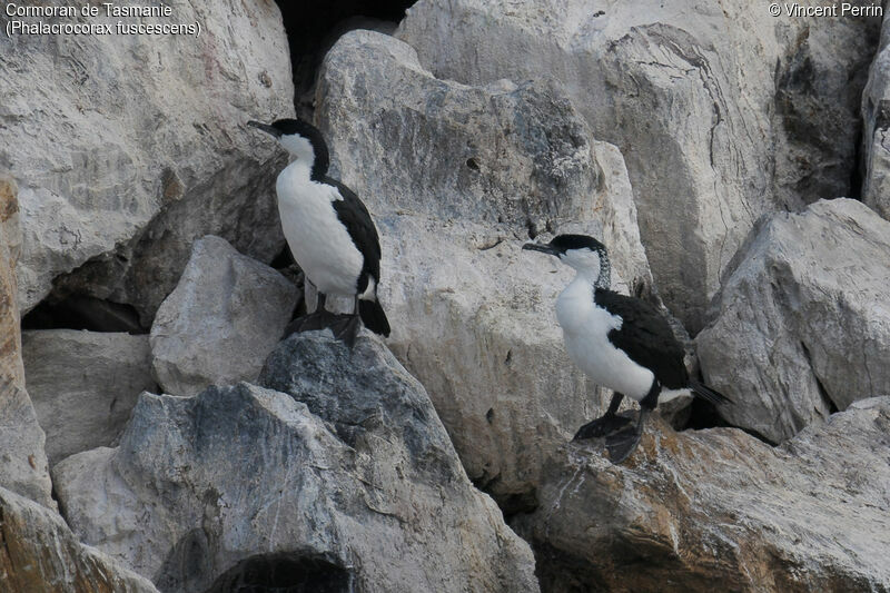 Black-faced Cormorant