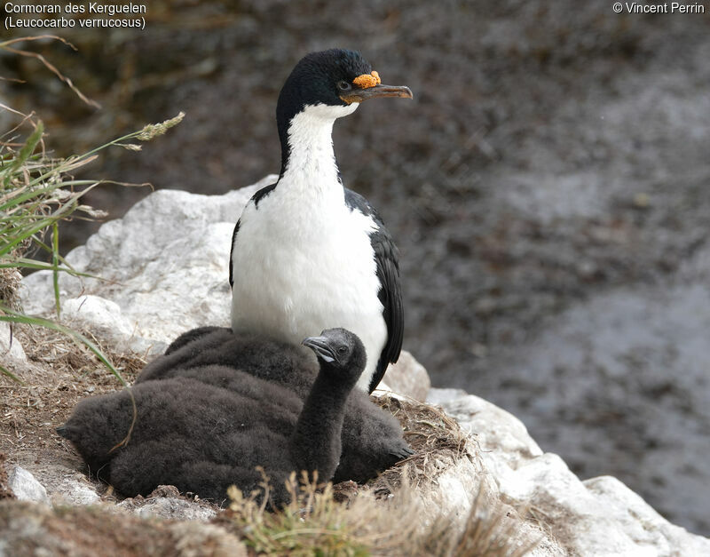 Kerguelen Shag