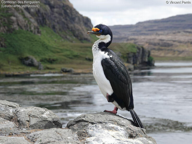 Cormoran des Kerguelen