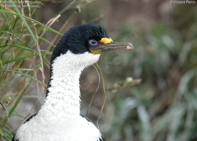 Kerguelen Shagadult, Reproduction-nesting