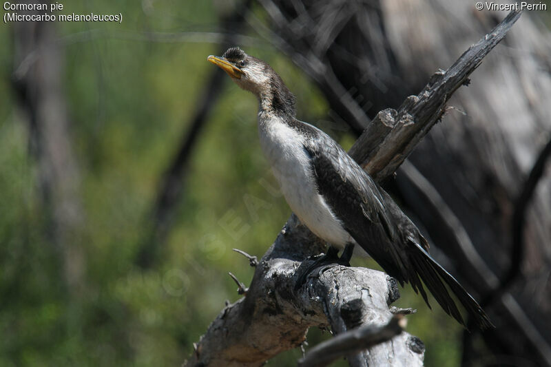 Little Pied Cormorantimmature