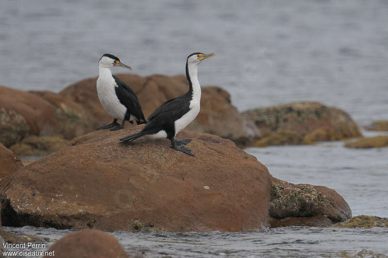 Cormoran variéadulte, habitat, pigmentation