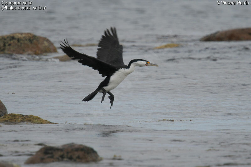 Australian Pied Cormorantadult