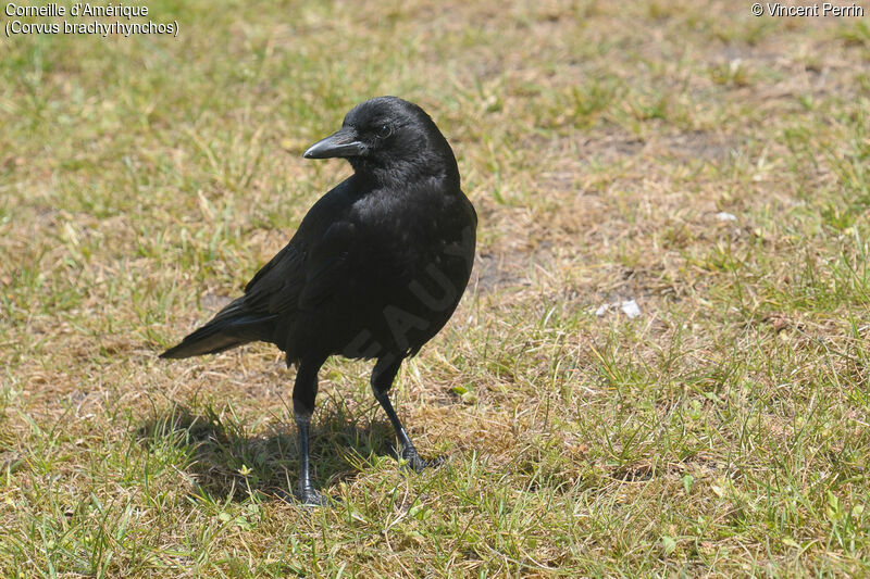 American Crowadult