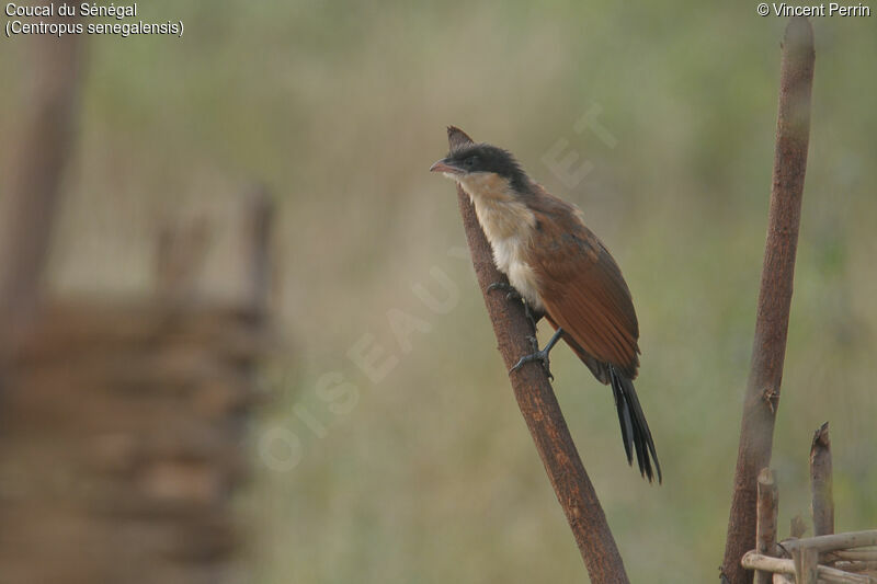 Coucal du Sénégaljuvénile