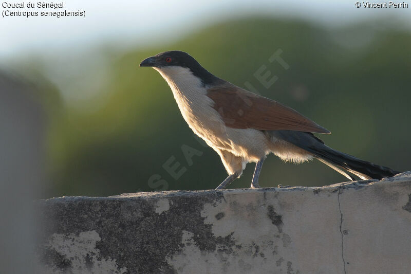 Coucal du Sénégaladulte