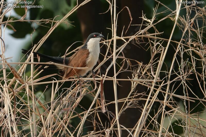 Senegal Coucal