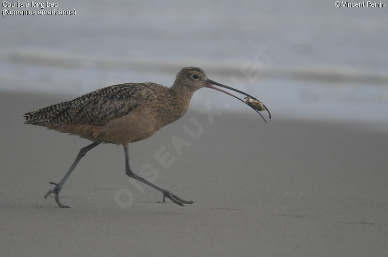 Long-billed Curlew