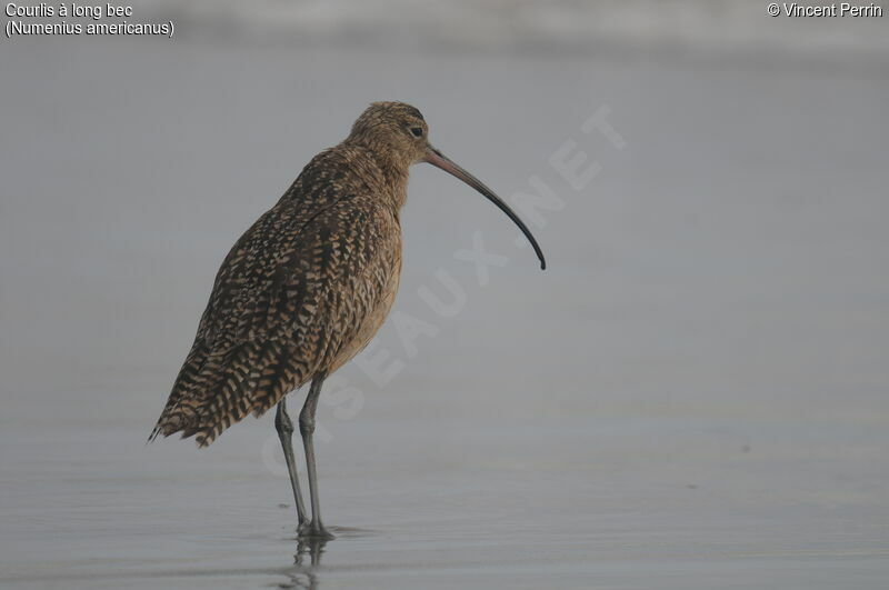 Long-billed Curlew