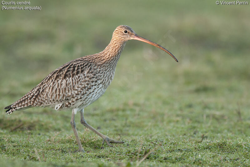 Eurasian Curlew