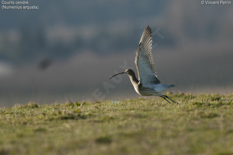 Eurasian Curlew