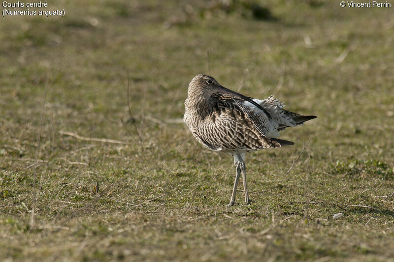 Eurasian Curlew