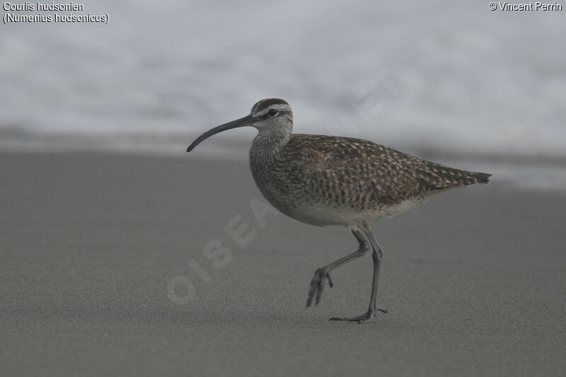 Hudsonian Whimbrel