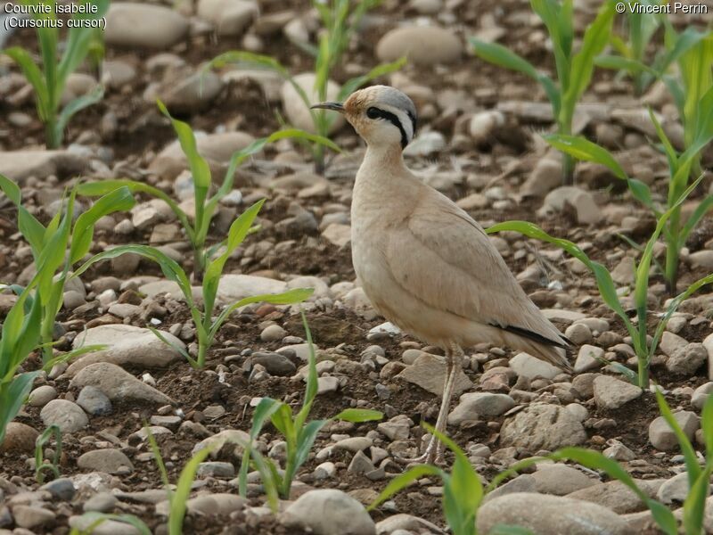 Cream-colored Courser