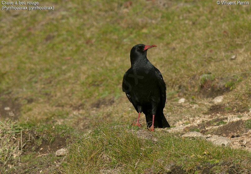 Red-billed Chough