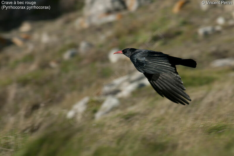 Red-billed Chough