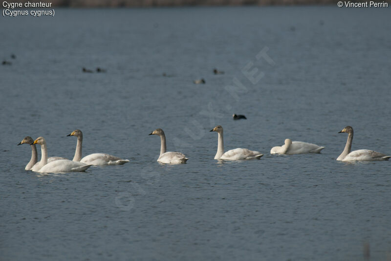 Cygne chanteur