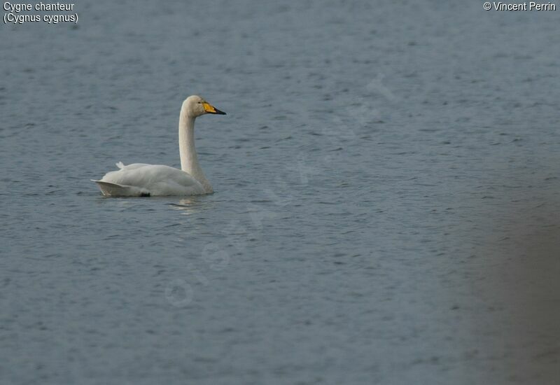 Cygne chanteuradulte