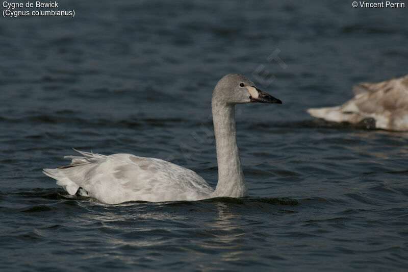 Cygne de Bewick2ème année