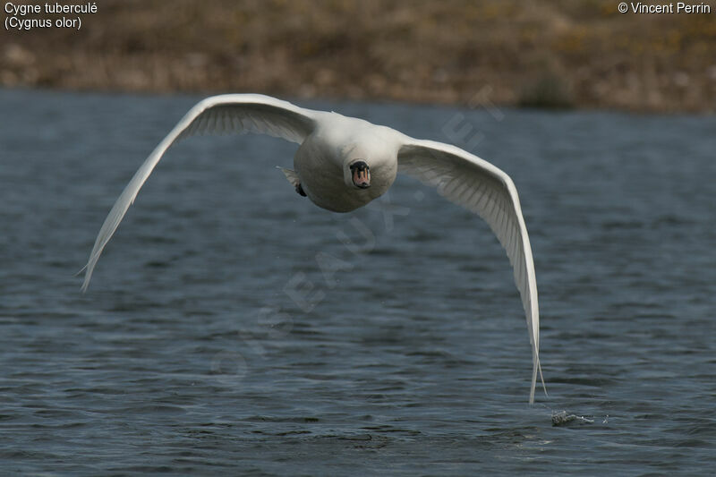 Cygne tuberculéadulte, Vol