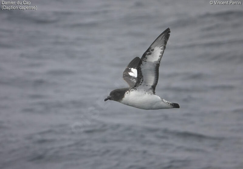 Cape Petrel