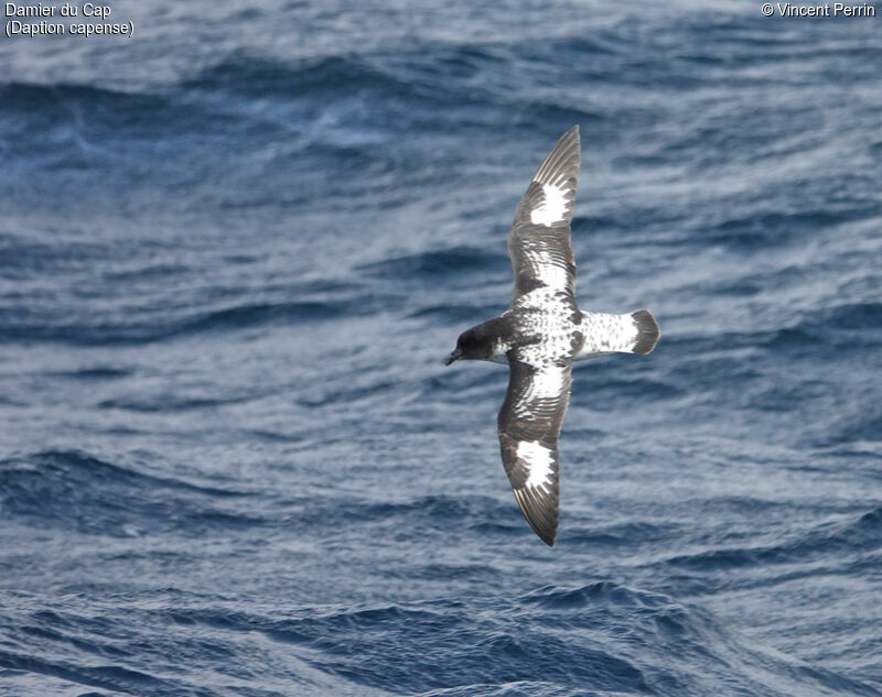 Cape Petreladult, Flight