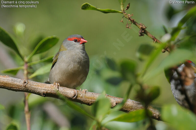 Red-browed Finchadult