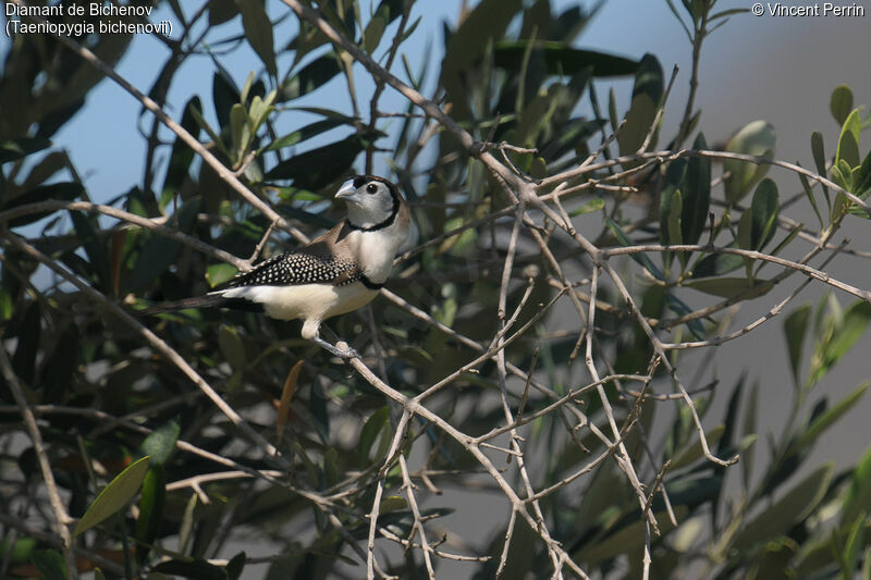 Double-barred Finchadult