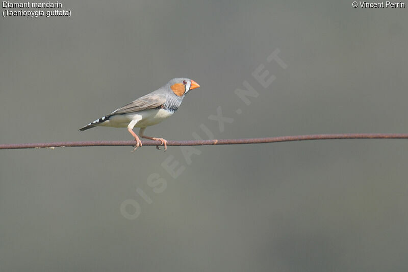 Diamant mandarin mâle adulte