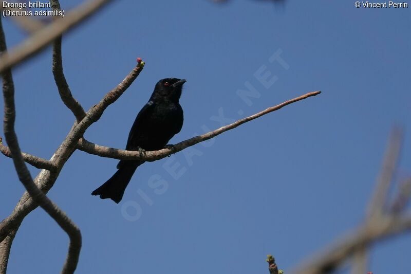 Drongo brillant, identification