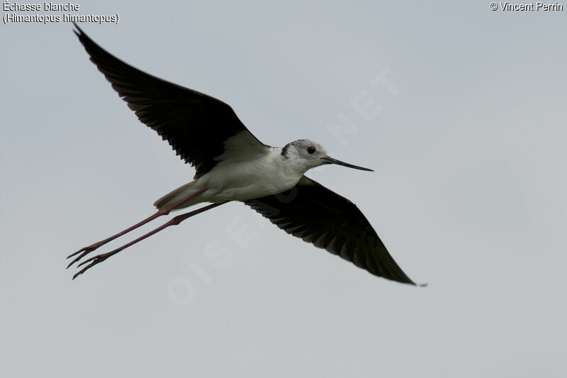 Black-winged Stilt male adult, Flight