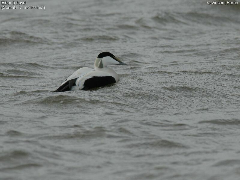 Eider à duvet mâle adulte