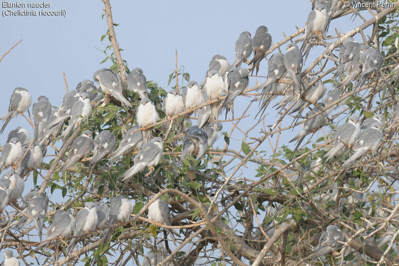 Scissor-tailed Kite, habitat, Behaviour