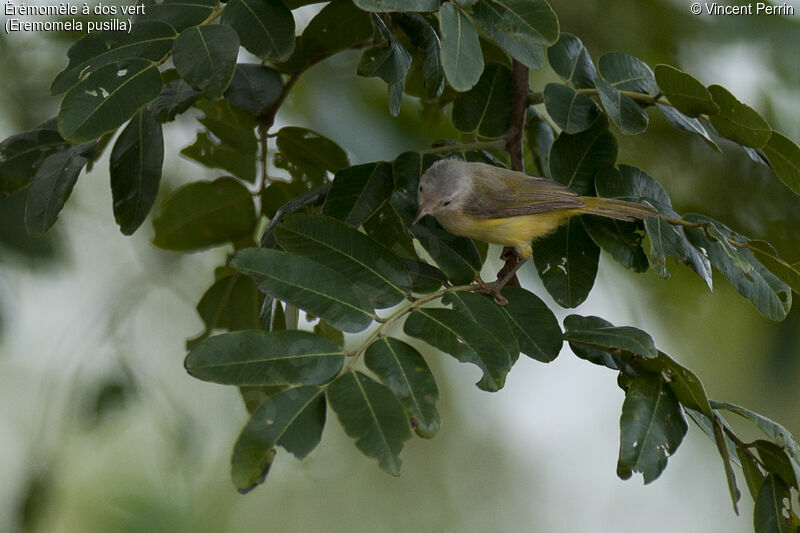 Érémomèle à dos vert, identification, mange