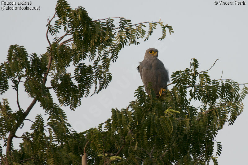 Faucon ardoiséadulte, portrait, pêche/chasse