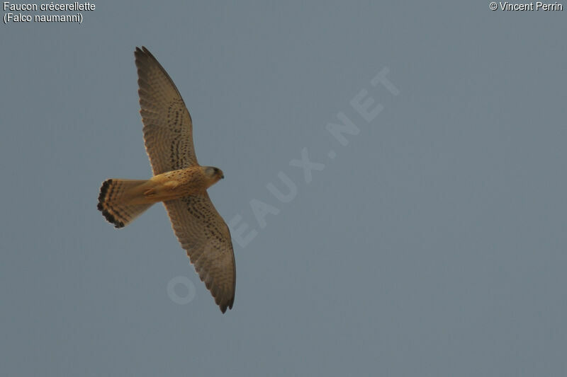 Lesser Kestrel, Flight