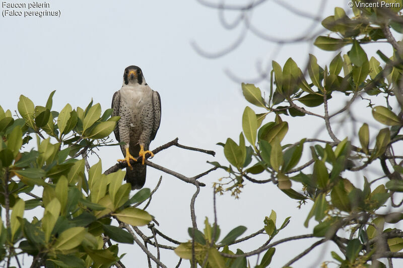 Peregrine Falconadult