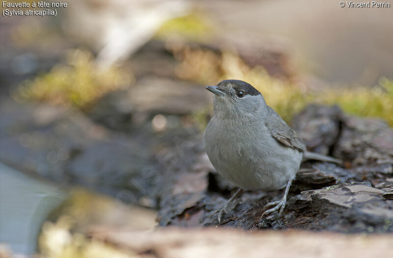 Eurasian Blackcap male adult