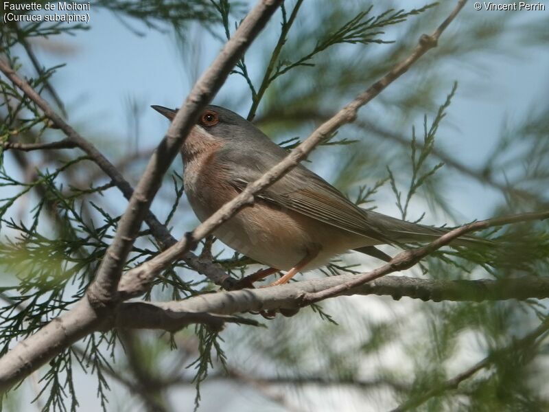 Moltoni's Warbler male adult breeding, close-up portrait, eats