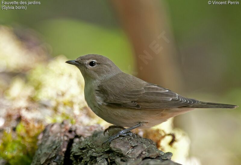 Garden Warbler