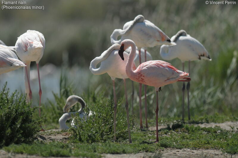 Flamant nain