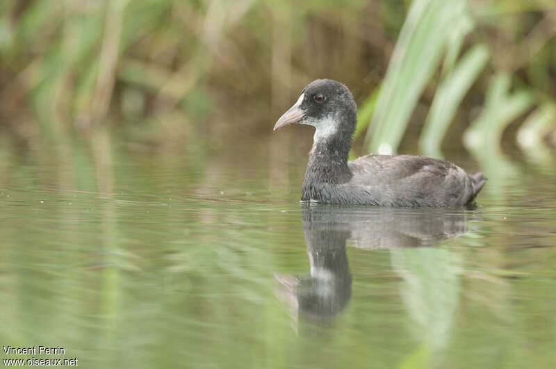 Foulque macroule1ère année, identification