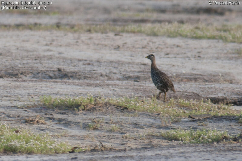 Francolin à double éperon